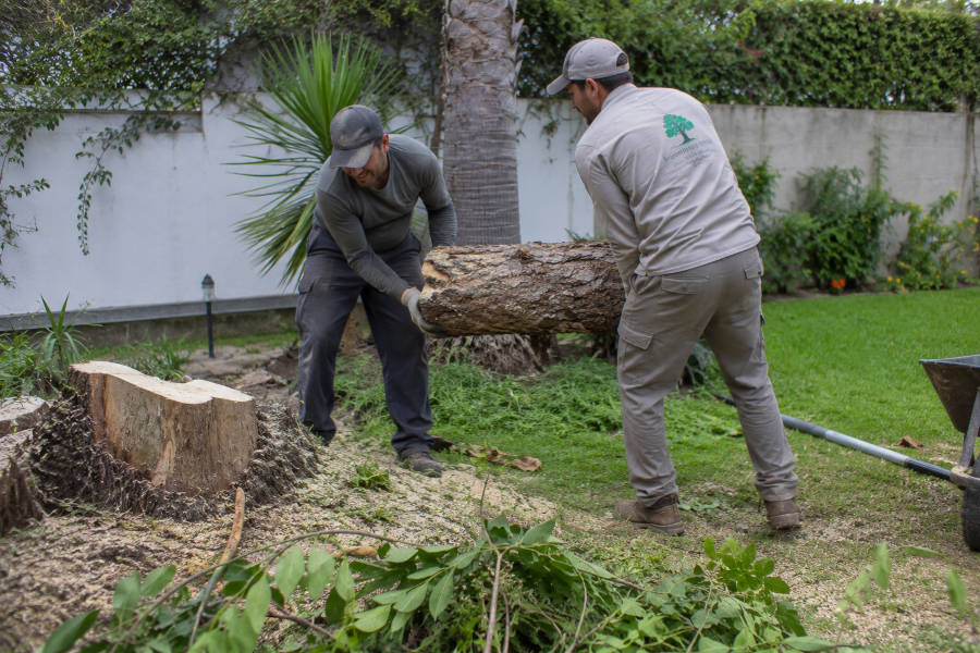 dois jardineiros a carregar um tronco