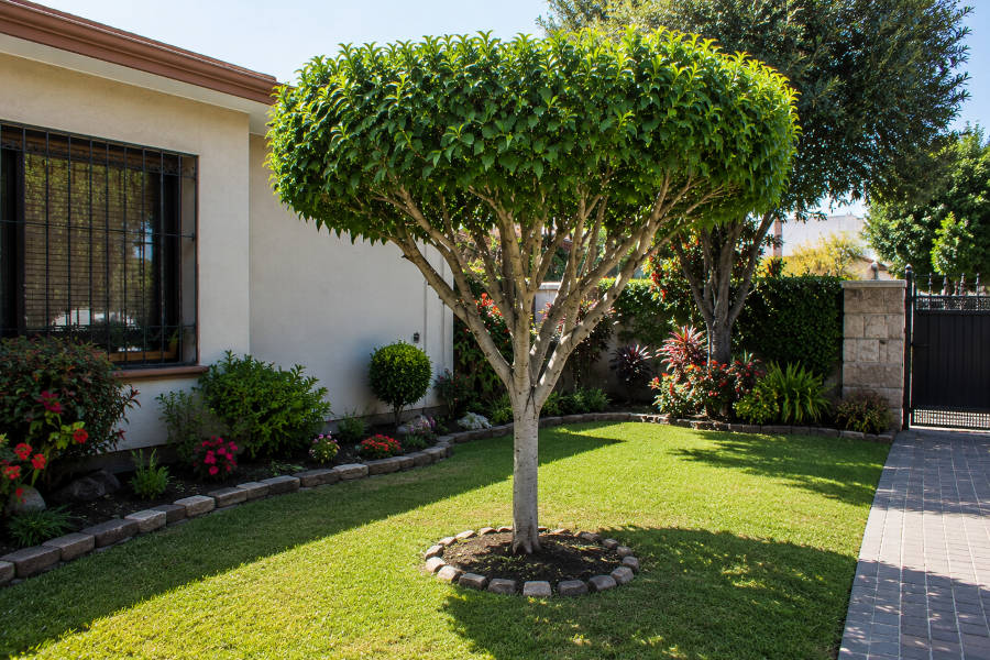 árvore bonita e bem cuidada após ter sido podada por um jardineiro