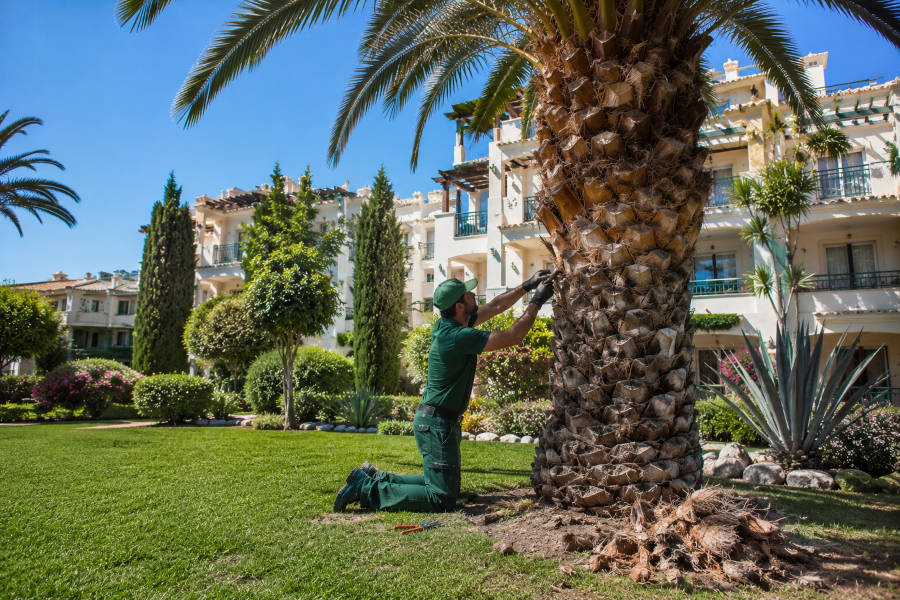 jardineiro a limpar uma palmeira