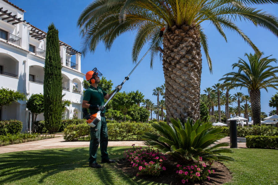 trabalhos de limpeza de palmeiras no Algarve