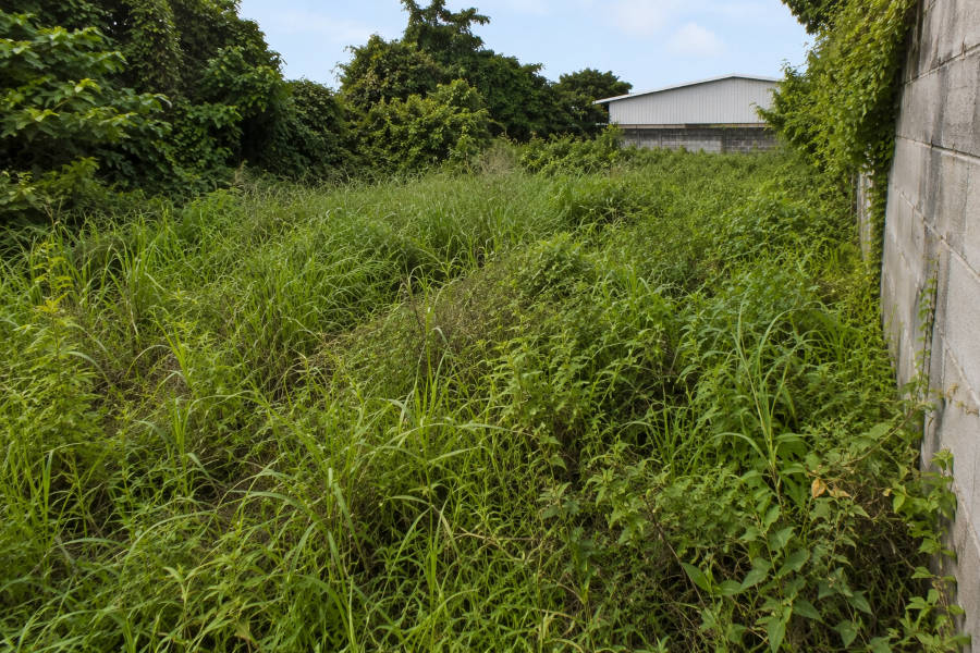 terreno com vegetação que precisa de ser limpo
