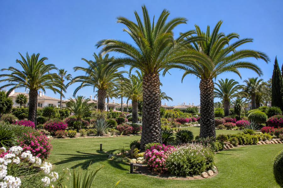 Jardim com várias palmeiras em Alvor