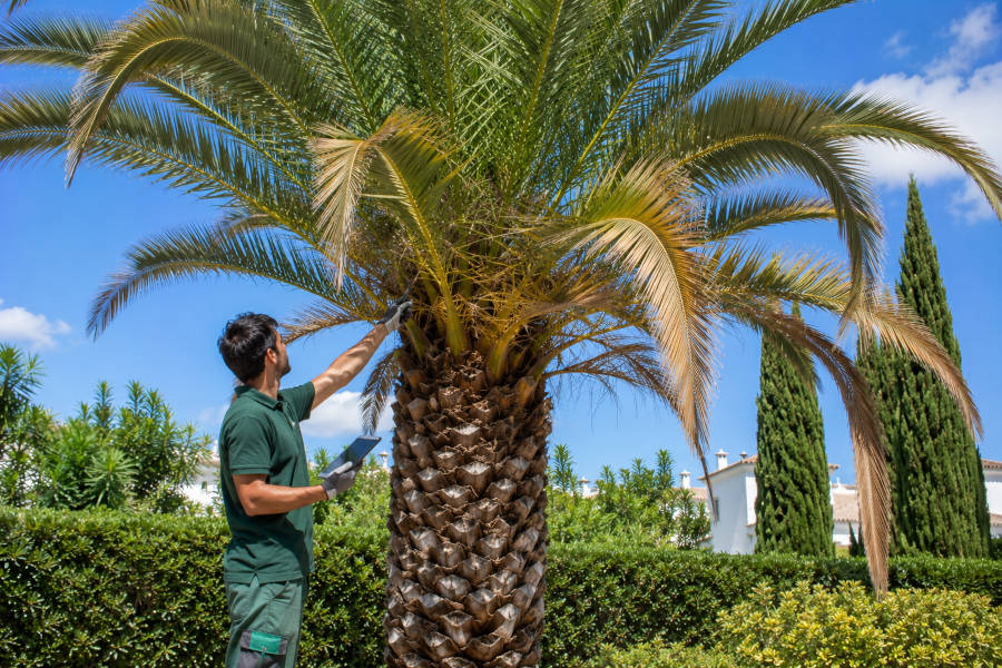 um jardineiro examina uma palmeira