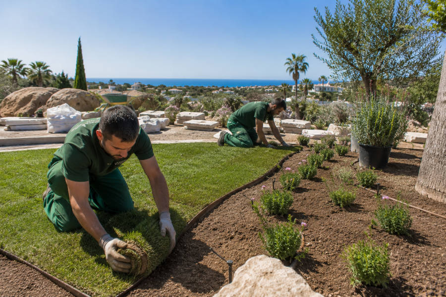 dois jardineiros a plantar relva