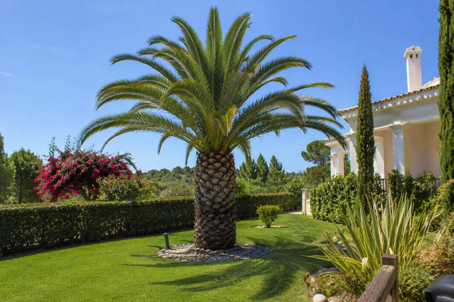 jardim com uma palmeira e árvores ao lado de uma casa