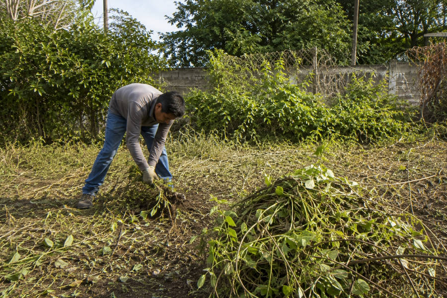 um jardineiro a limpar um terreno de ervas daninhas
