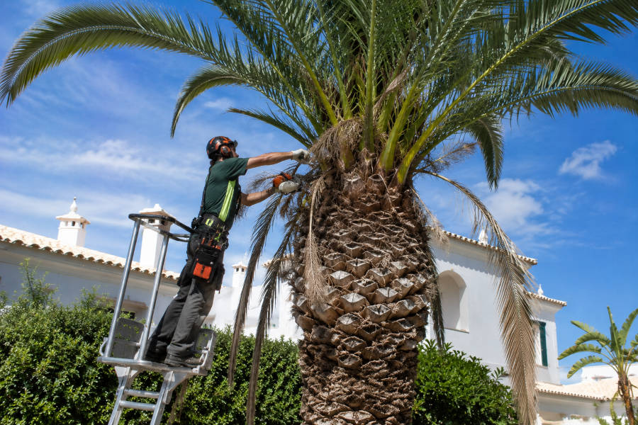 um jardineiro poda uma palmeira em Portimão
