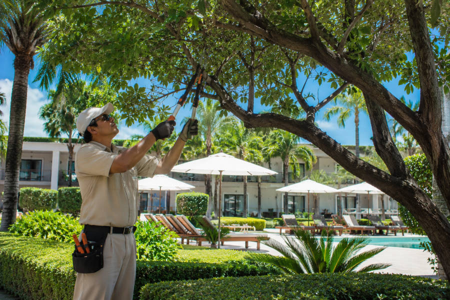 Jardineiro a cuidar de uma árvore no jardim de um hotel em Portimão