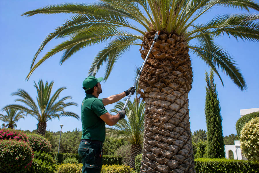 limpeza de uma palmeira no jardim de um hotel