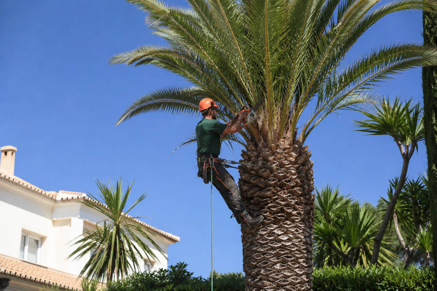 Jardineiro a limpar uma palmeira em Portimão