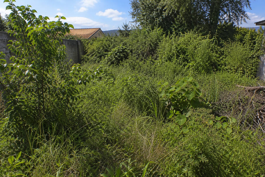 lote coberto de ervas e arbustos