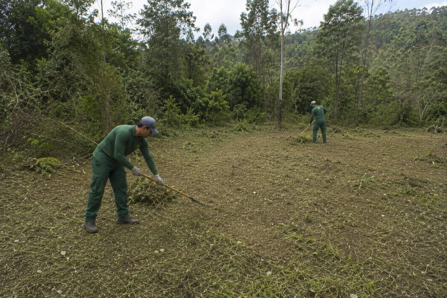 Dois jardineiros limpam um terreno