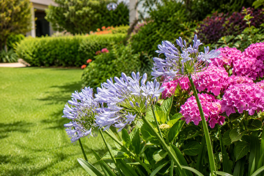 Flores num belo jardim, situado num hotel em Portimão