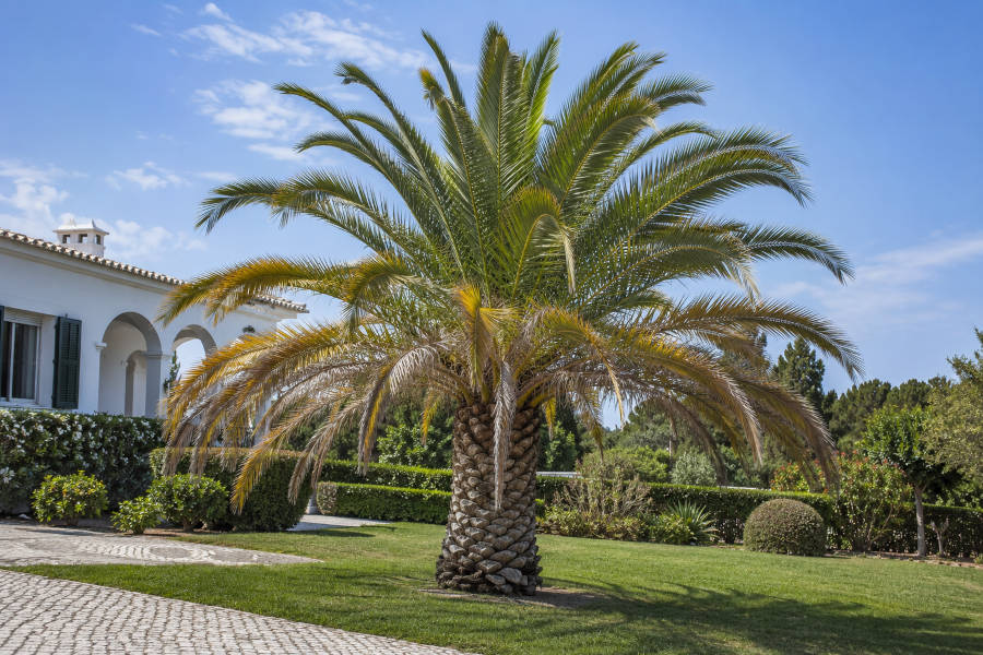 palmeira que precisa de ser podada no jardim de uma casa