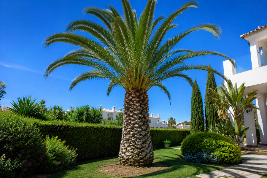 uma palmeira limpa e bem cuidada no jardim de um condomínio