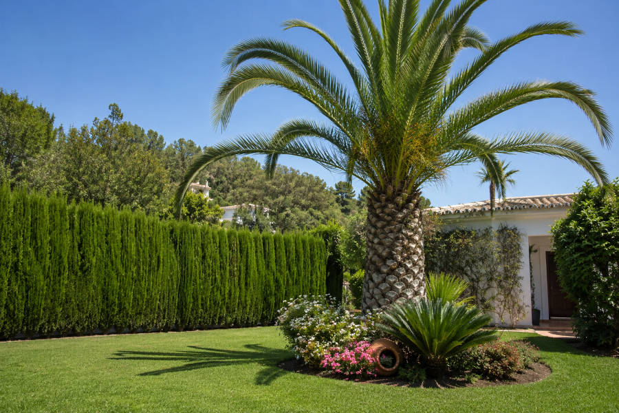 uma palmeira no centro do jardim de uma casa no Algarve