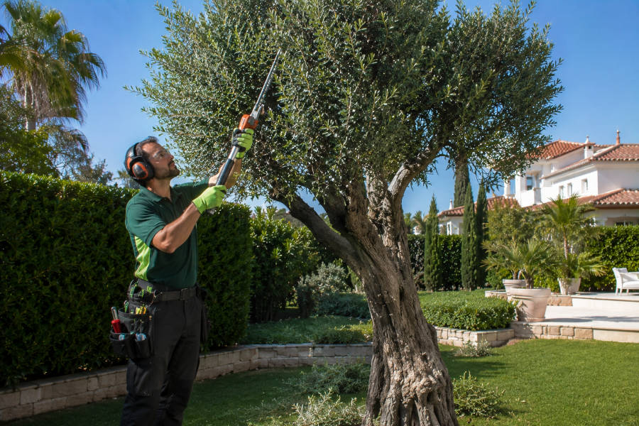 jardineiro a podar uma árvore em Portimão